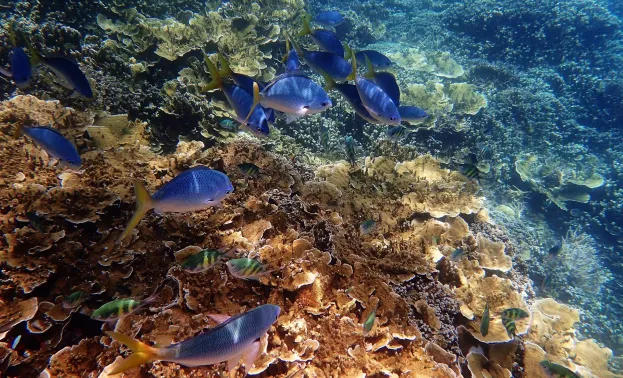 marine ocean