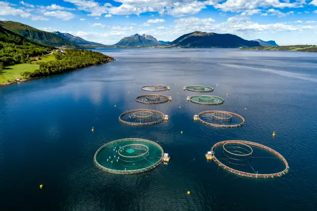 Ocean_fisheries_nets_bird_view